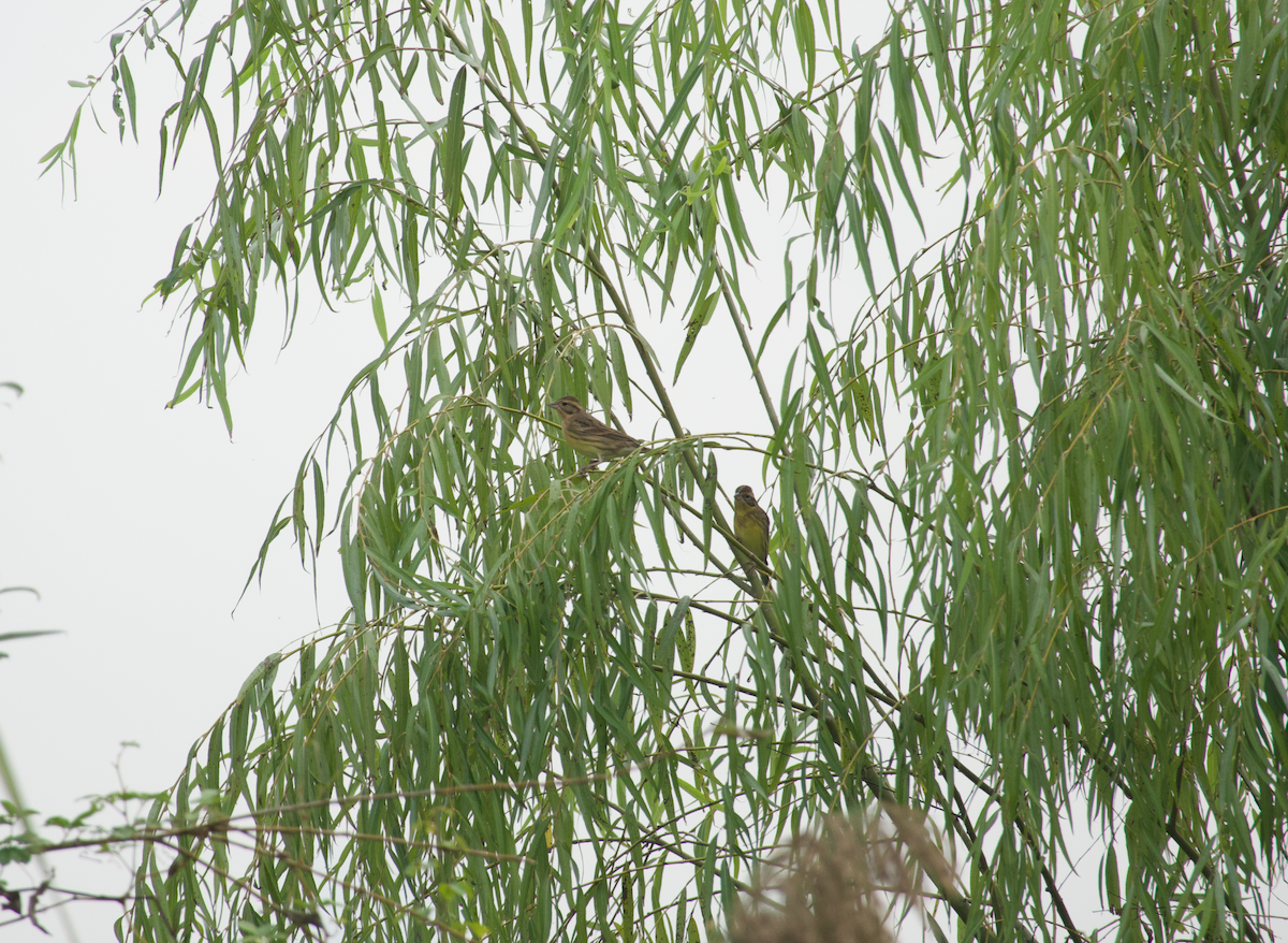 Zigolo dal collare - ML644683600