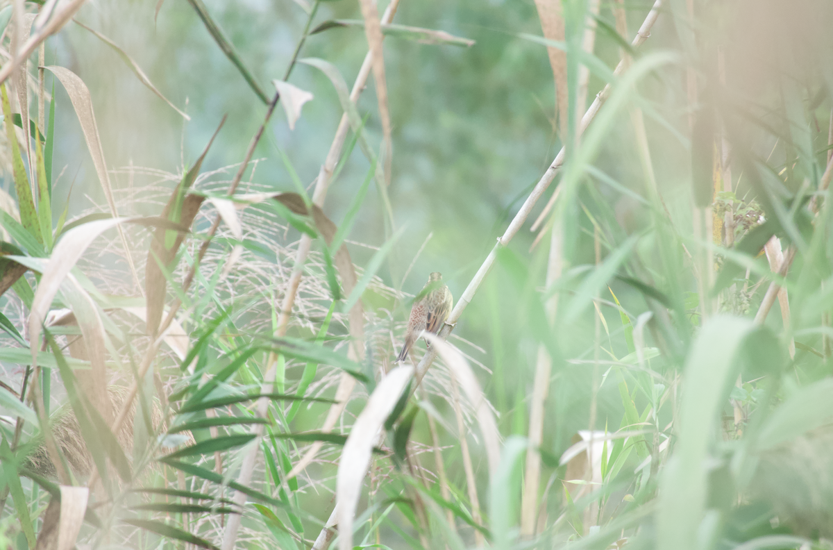 Zigolo dal collare - ML644683601