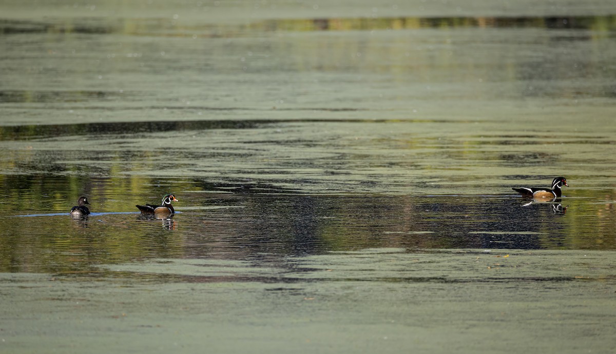 Anatra sposa - ML644683602