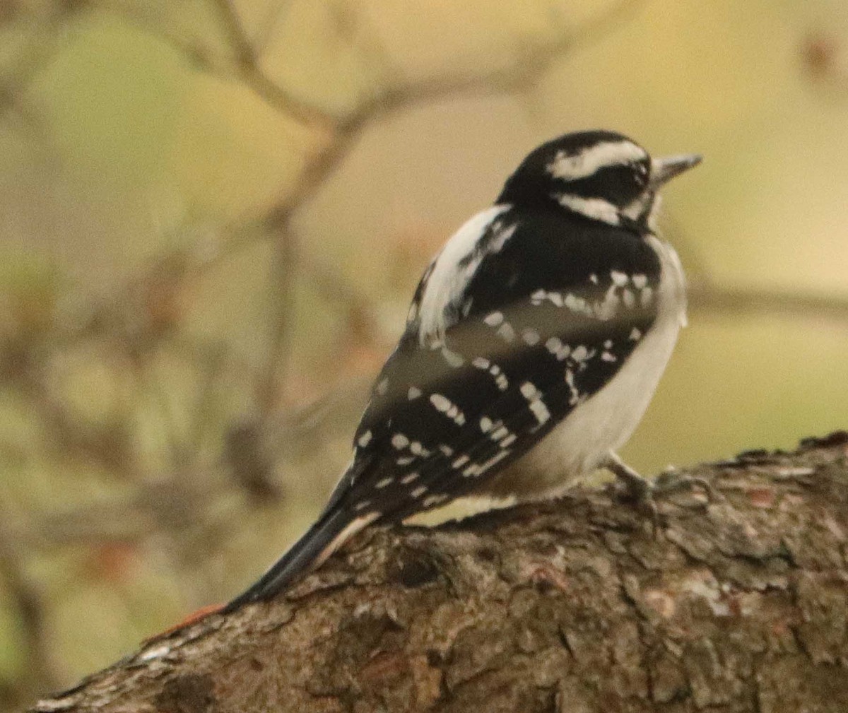 Hairy Woodpecker - ML644683605