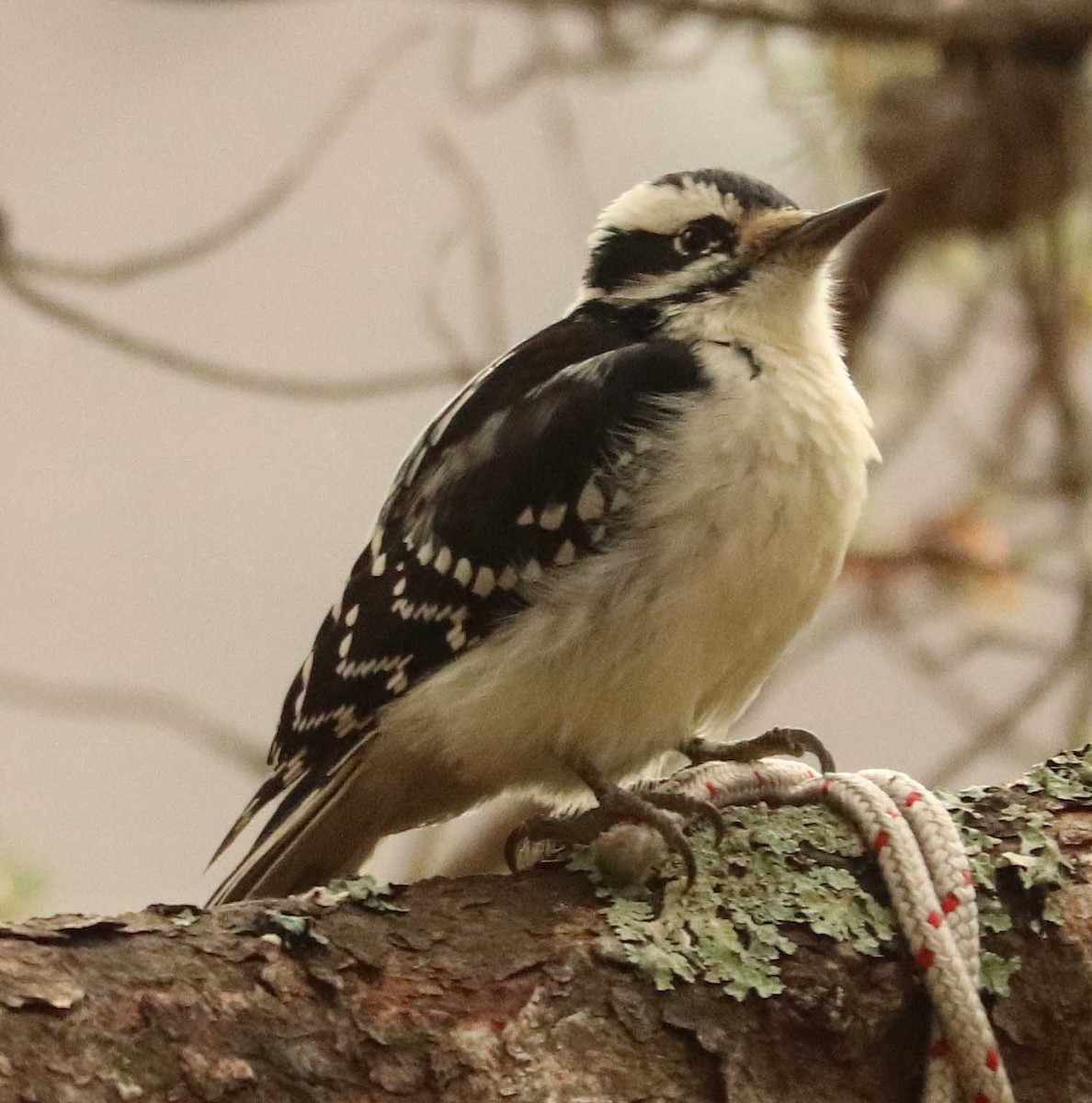 Hairy Woodpecker - ML644683606