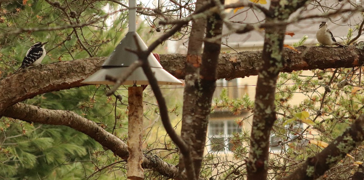 Hairy Woodpecker - ML644683608