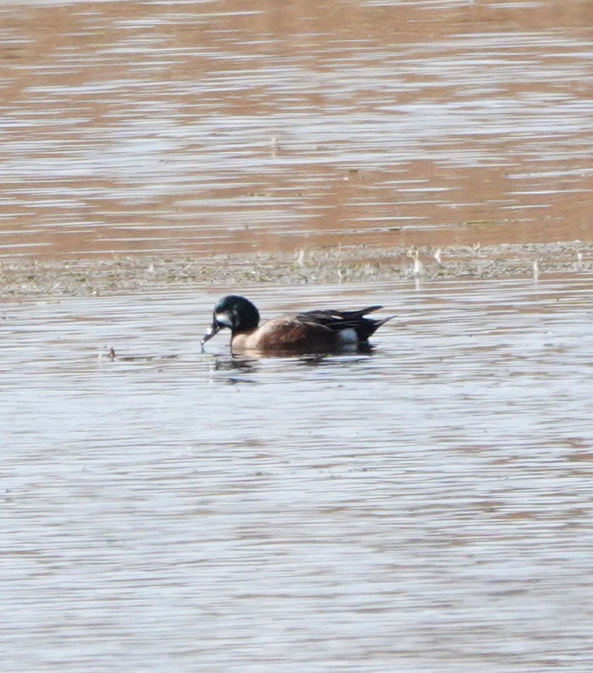 Anatinae sp. - ML644683609