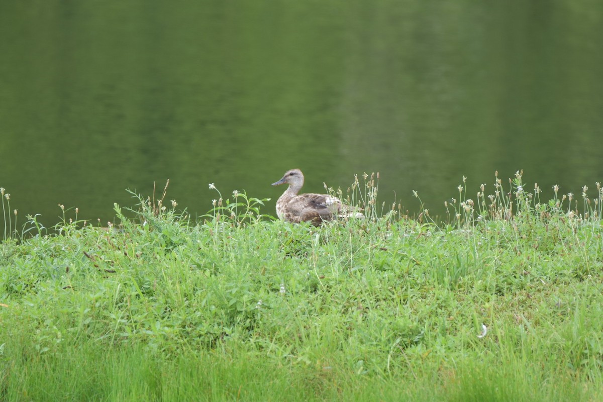 Gadwall - ML64468361