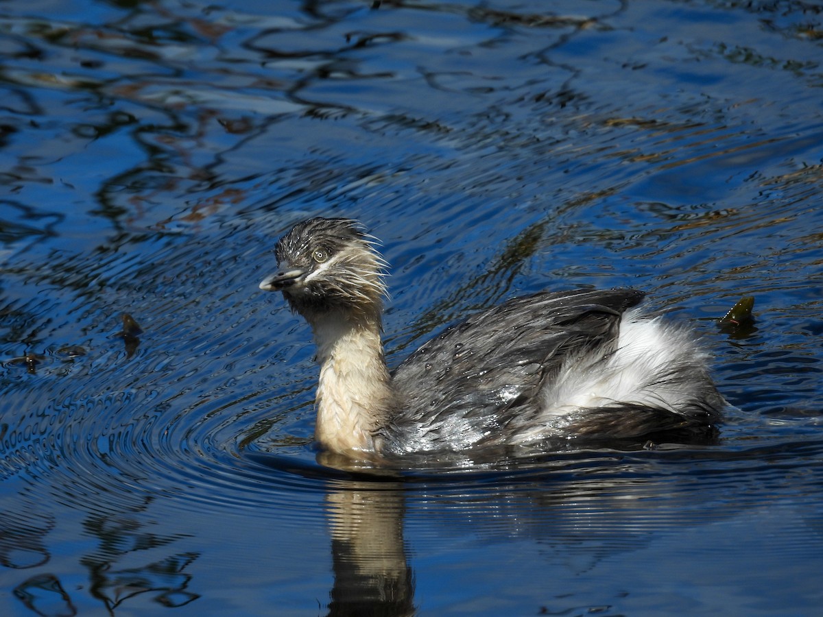 Hoary-headed Grebe - ML644683610