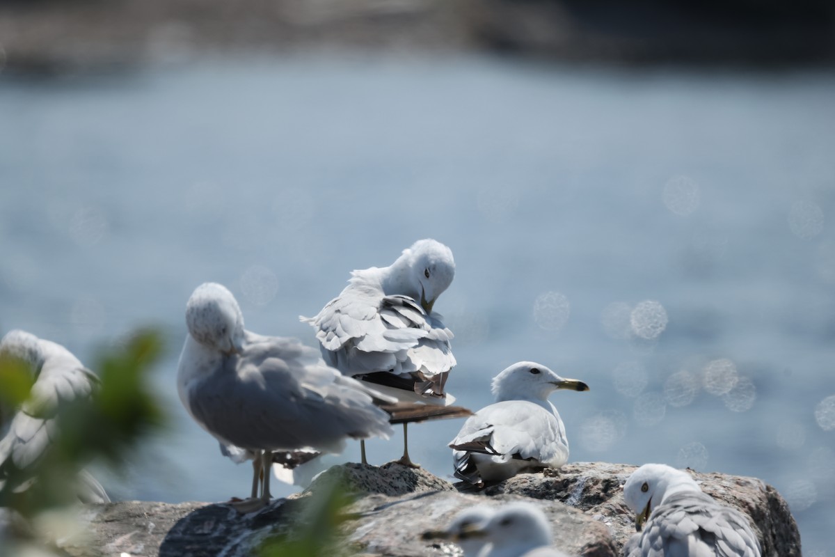 Gavina americana - ML644683611