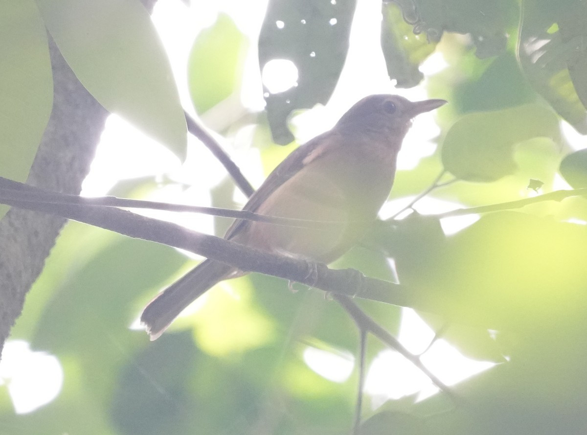 Bower's Shrikethrush - ML644683612