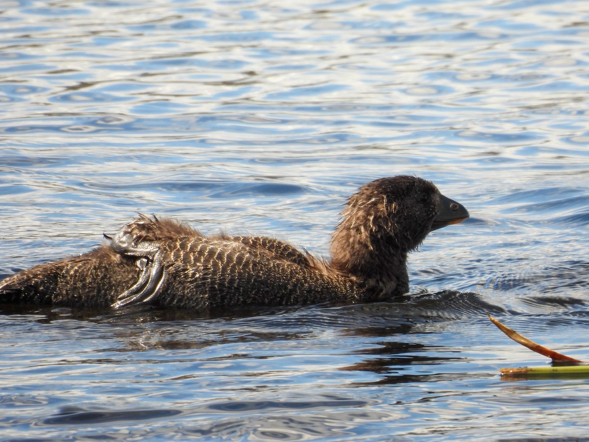 Musk Duck - ML644683615