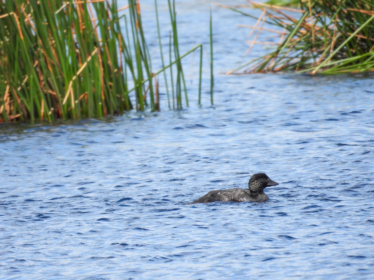 Musk Duck - ML644683616