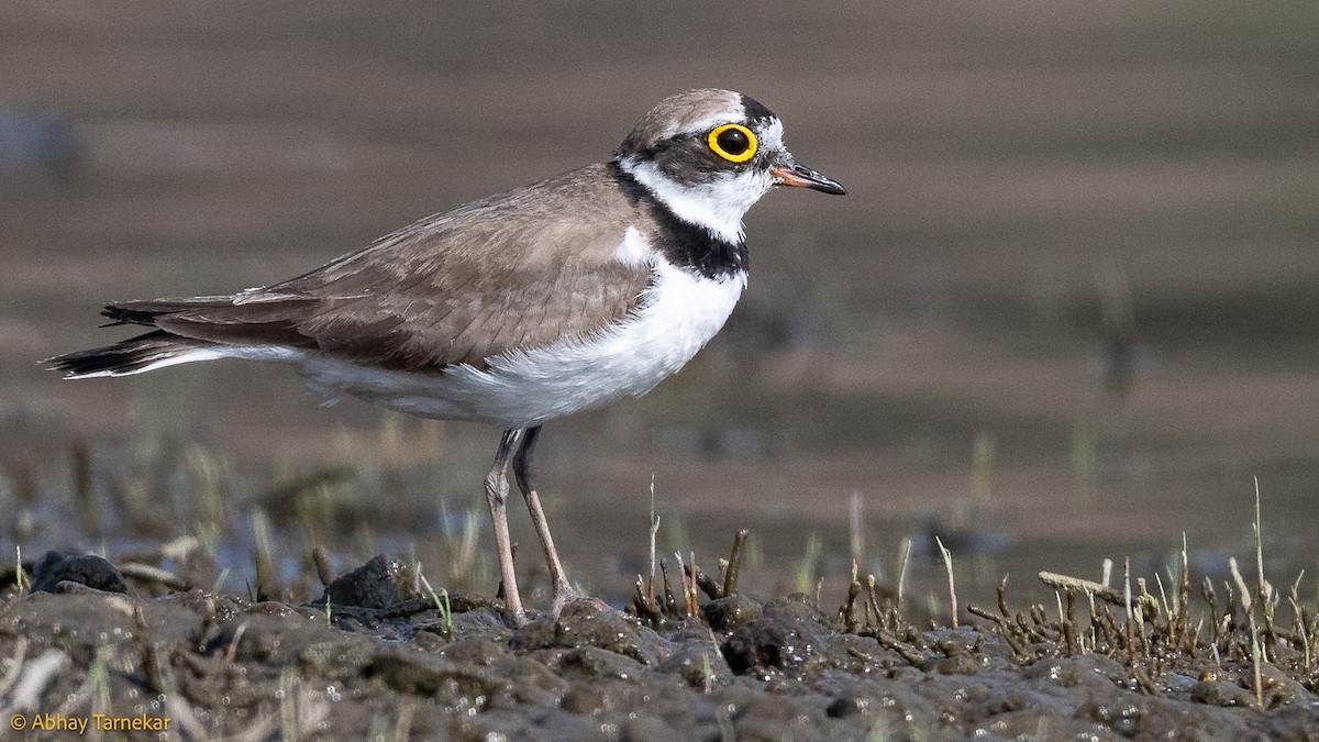 dverglo - ML644683618