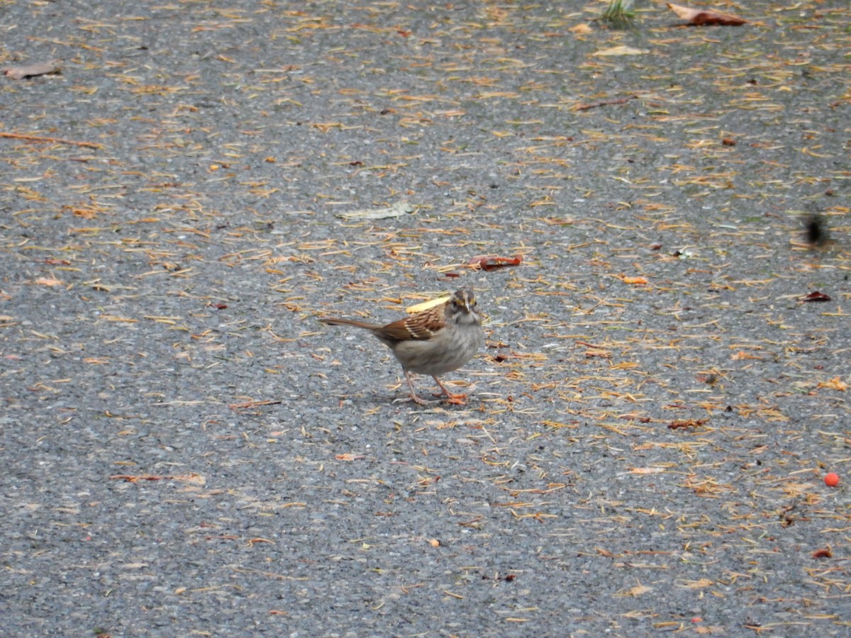 Bruant à gorge blanche - ML644683620
