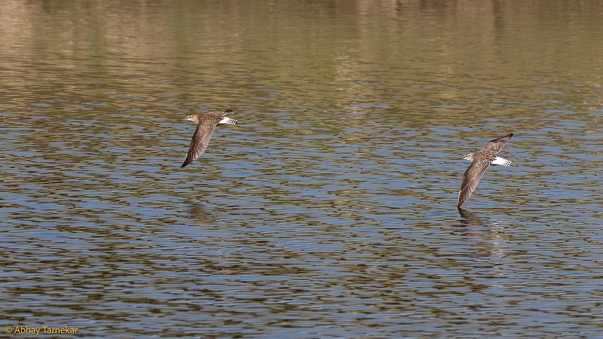 grønnstilk - ML644683623