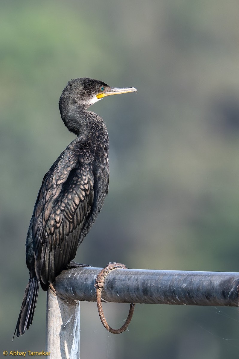 bengalskarv - ML644683624