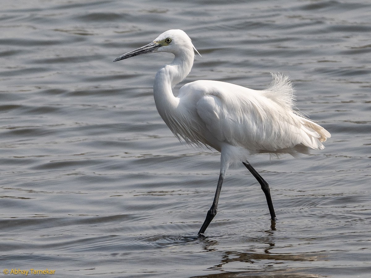 silkehegre - ML644683627