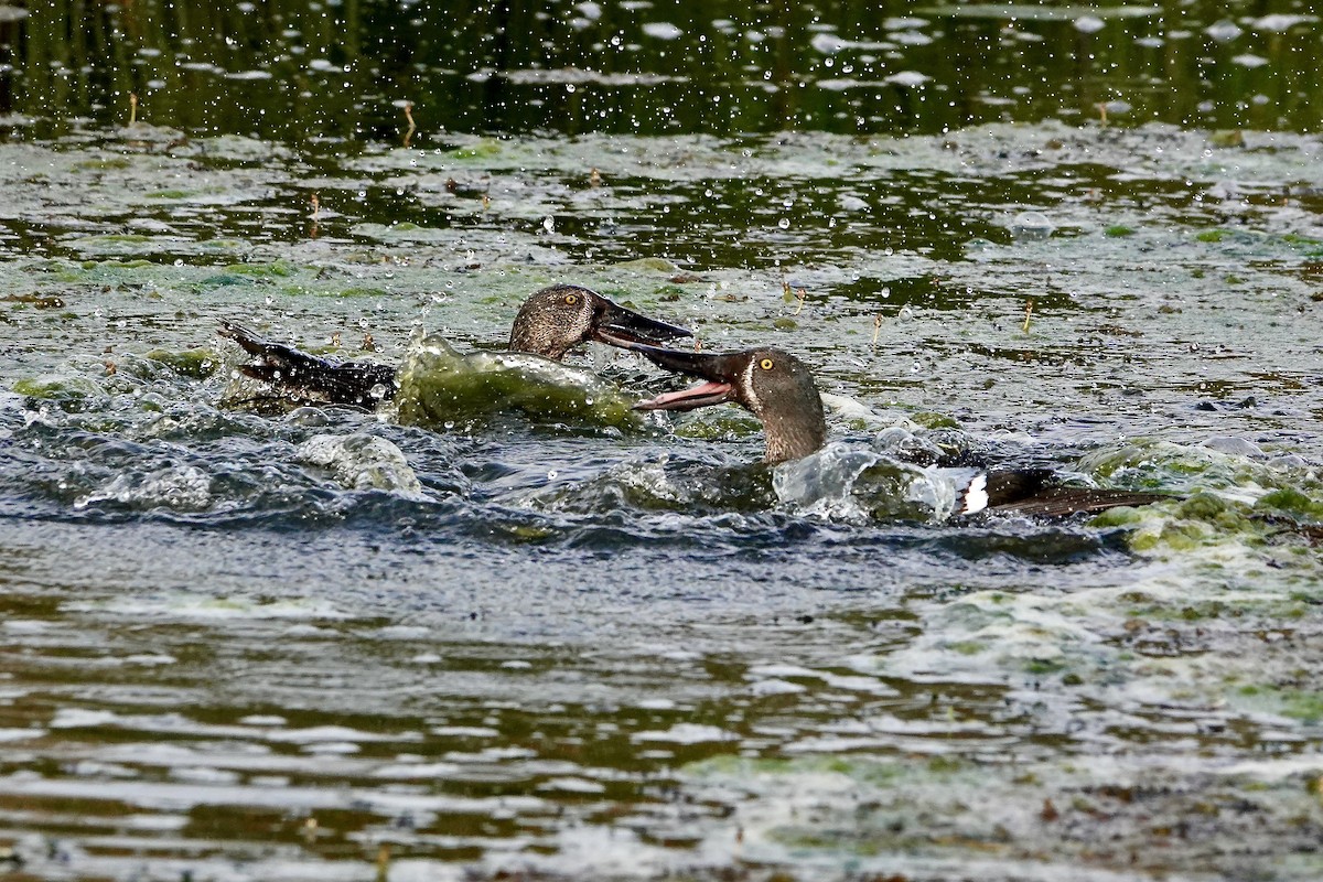 Australasian Shoveler - ML644683628