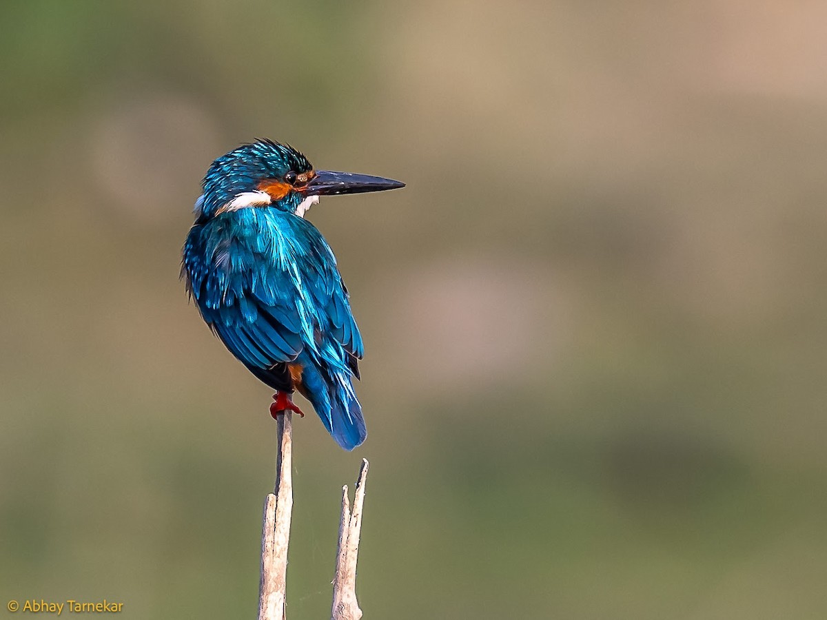 isfugl - ML644683633