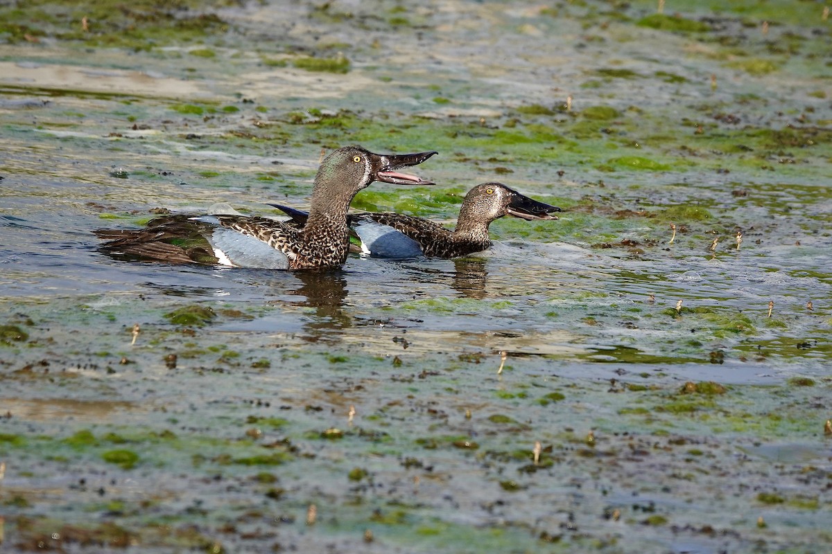 Australasian Shoveler - ML644683634