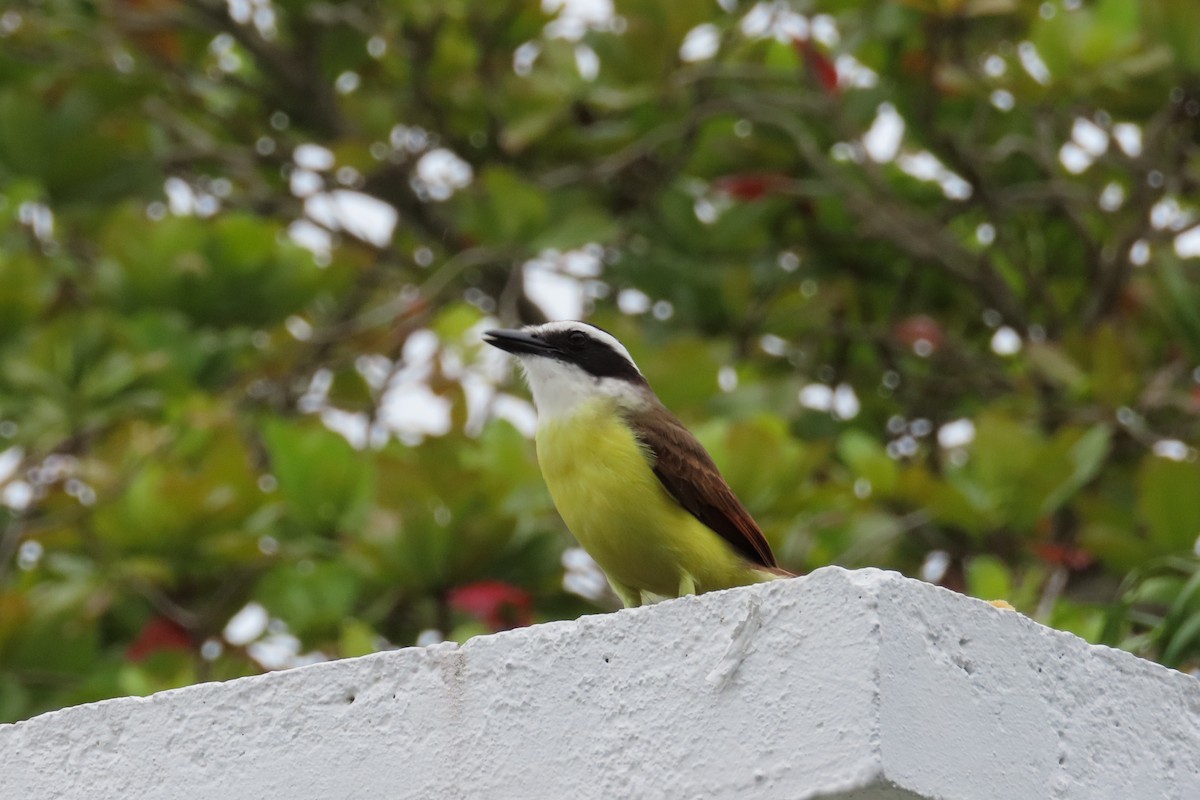 Great Kiskadee - ML644683636
