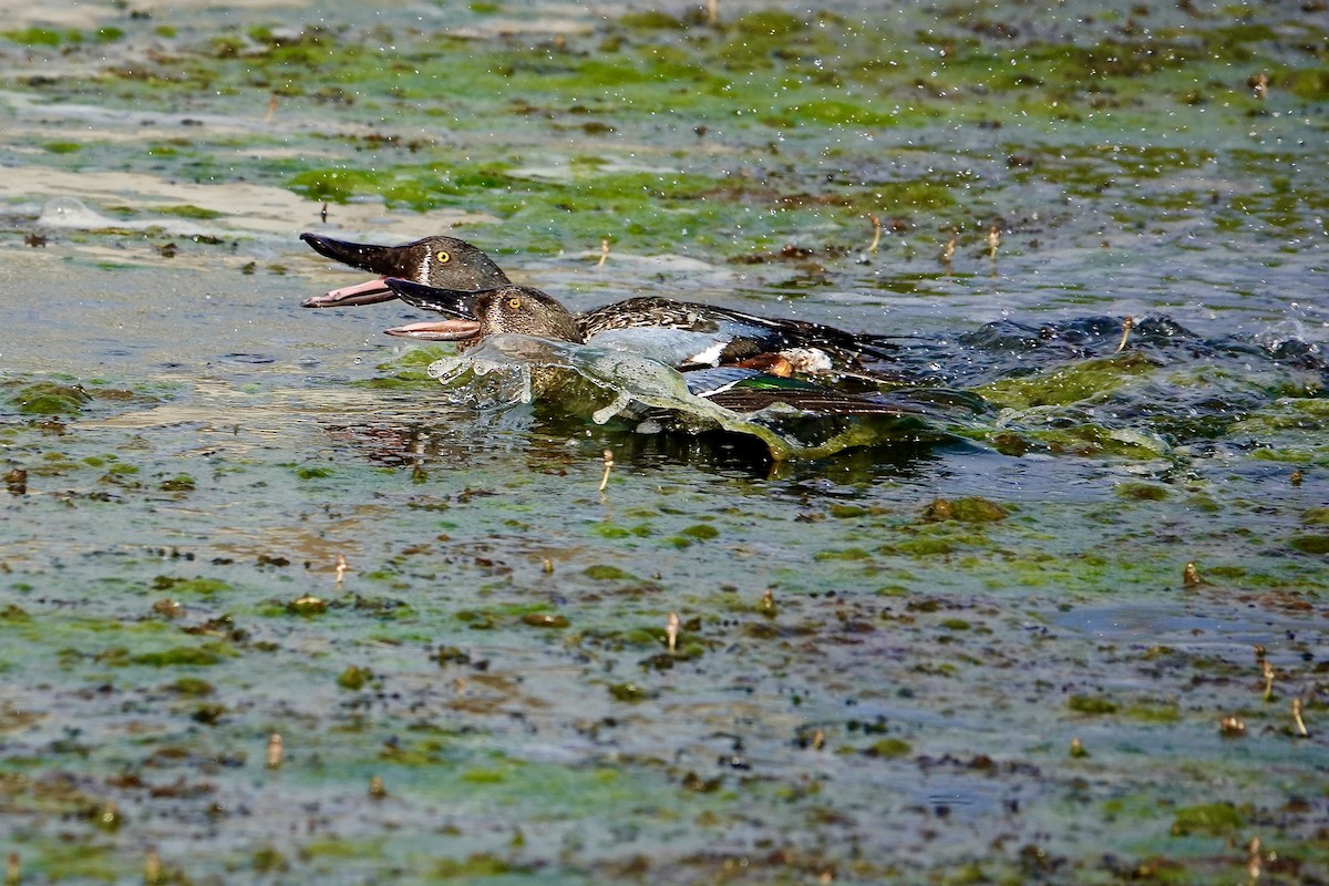 Australasian Shoveler - ML644683637