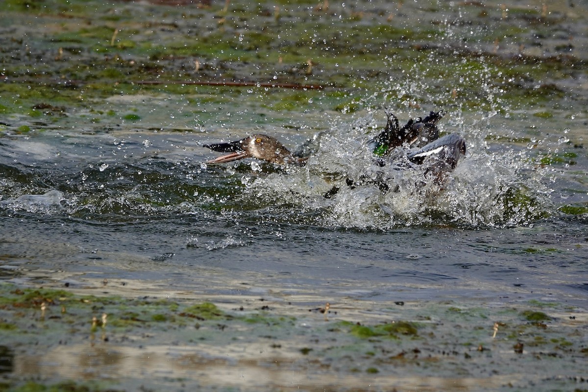 Australasian Shoveler - ML644683638