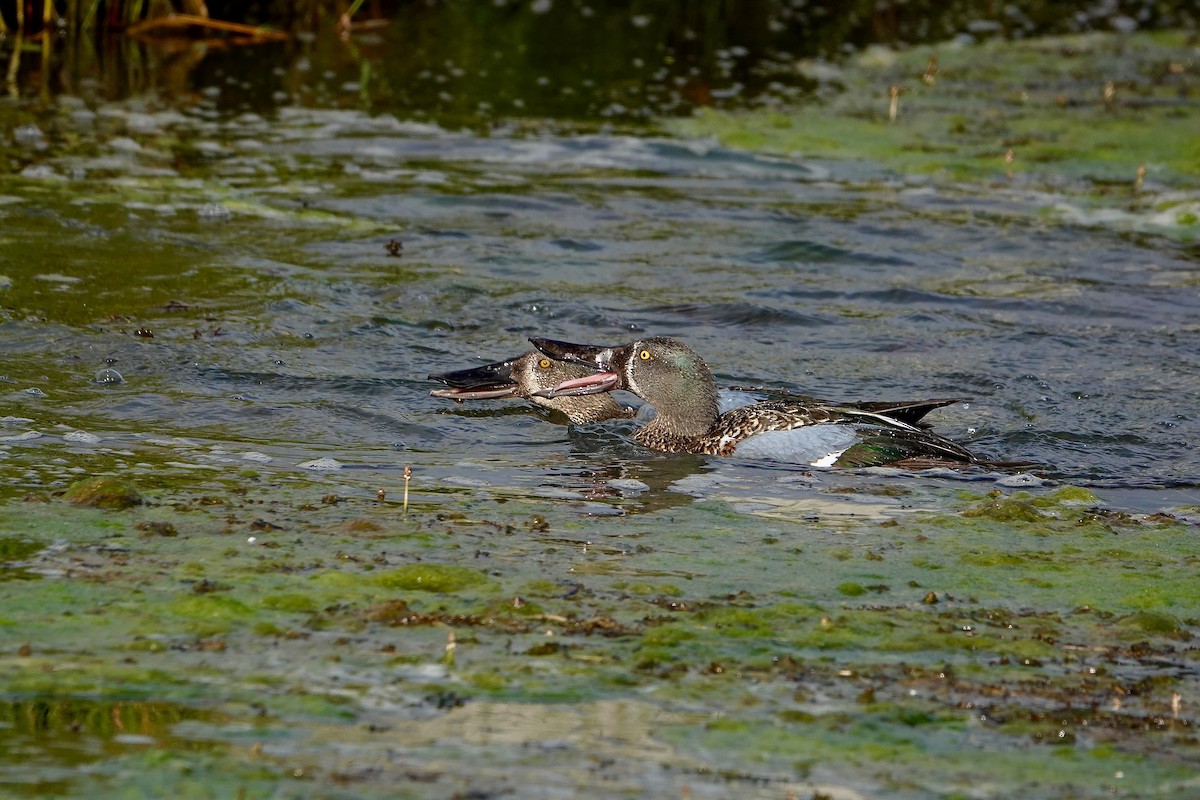 Australasian Shoveler - ML644683641