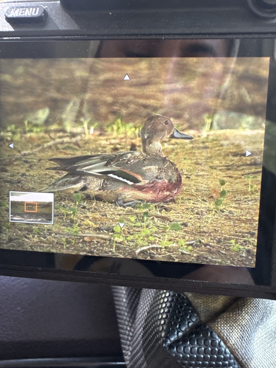 Sarcelle d'hiver - ML644683643