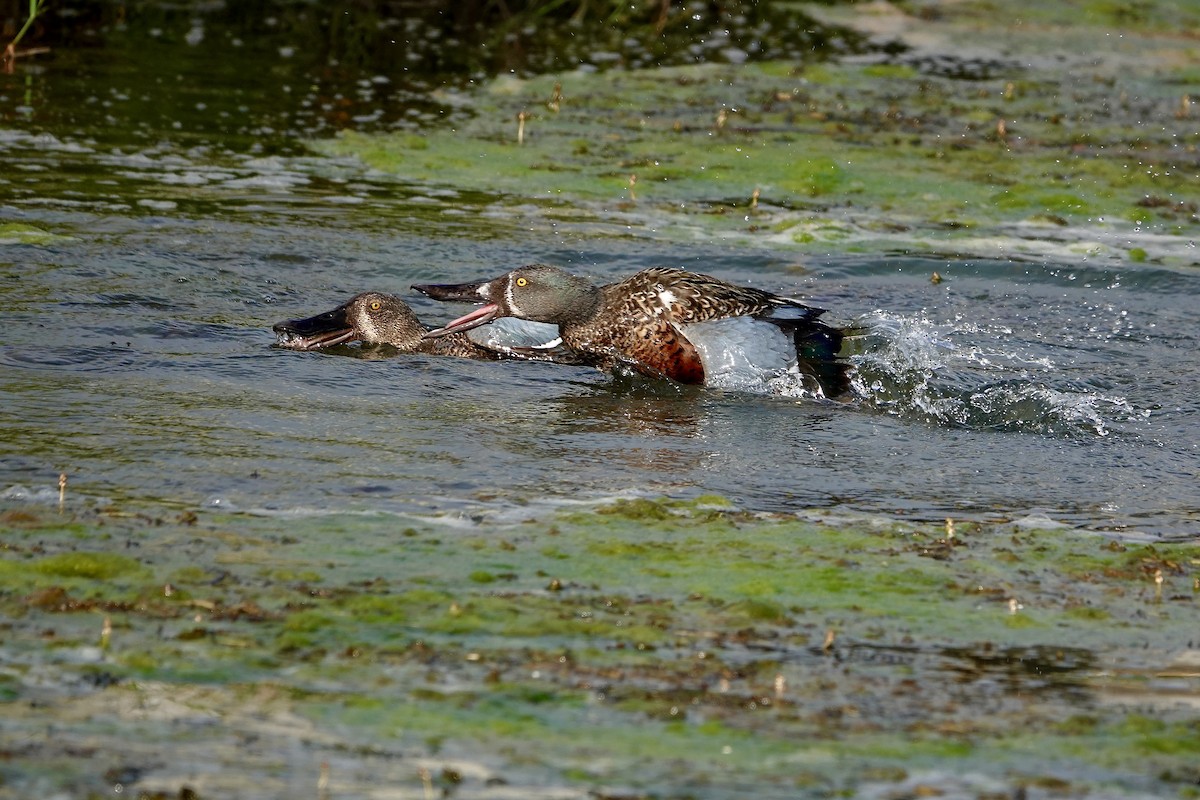 Australasian Shoveler - ML644683644