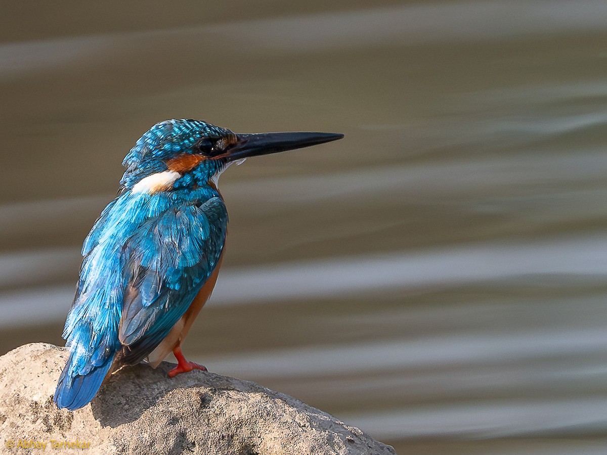 Martin-pêcheur d'Europe - ML644683646