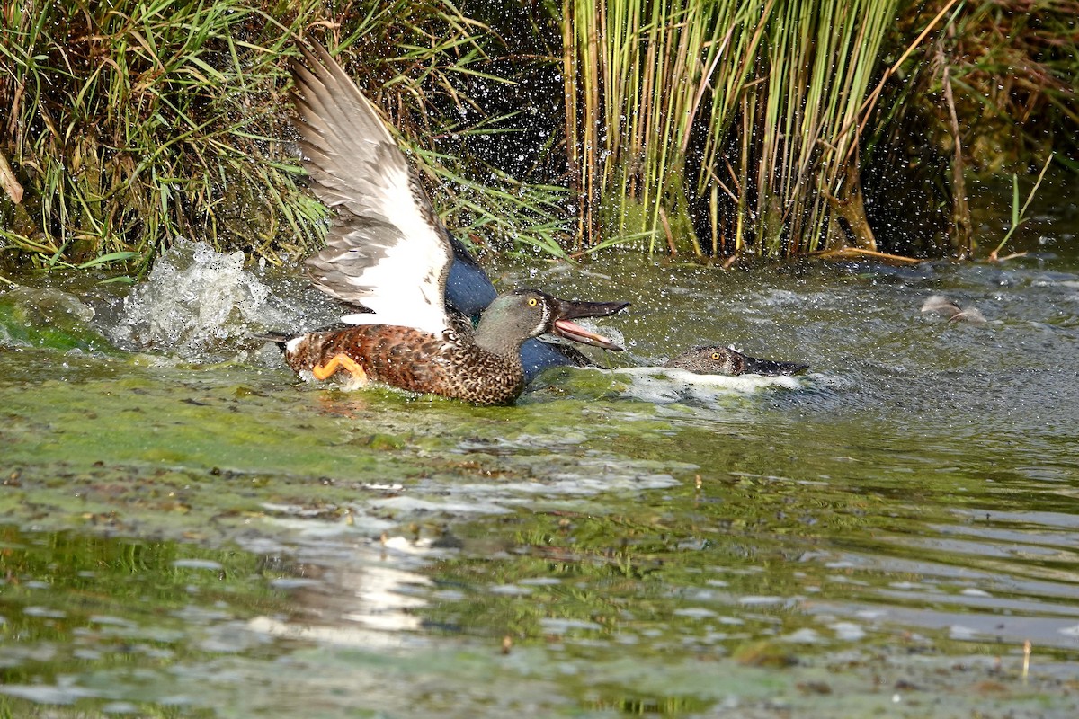 Canard bridé - ML644683648