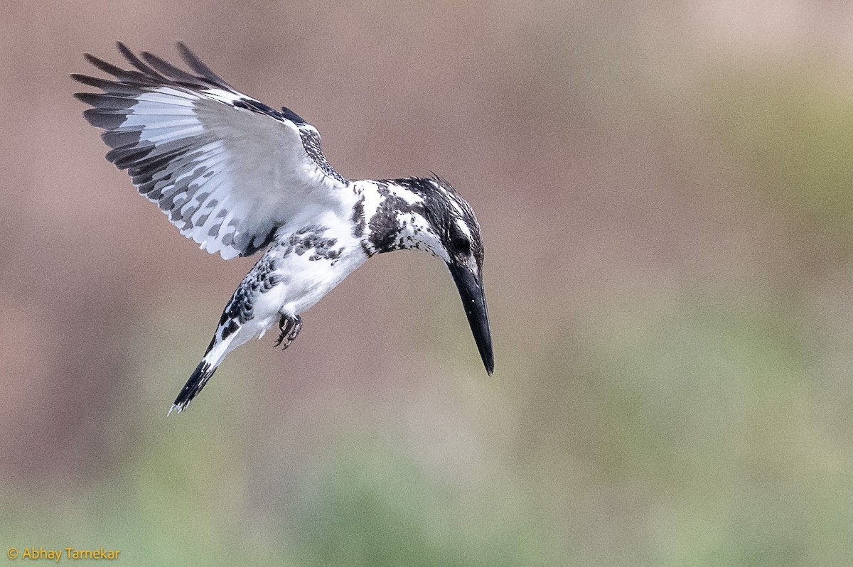Martin-pêcheur pie - ML644683649