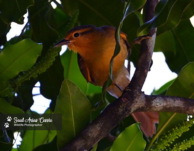 Anabate roux - ML644683650