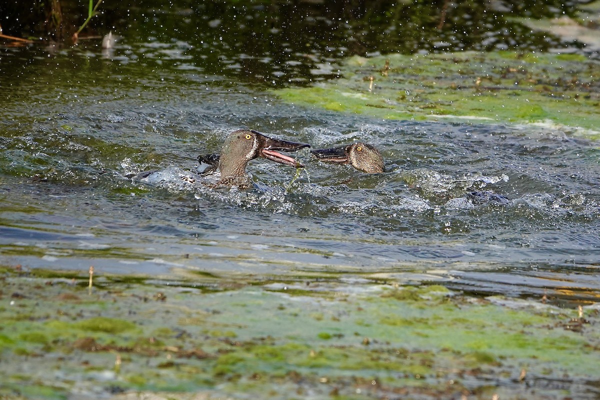 Canard bridé - ML644683651