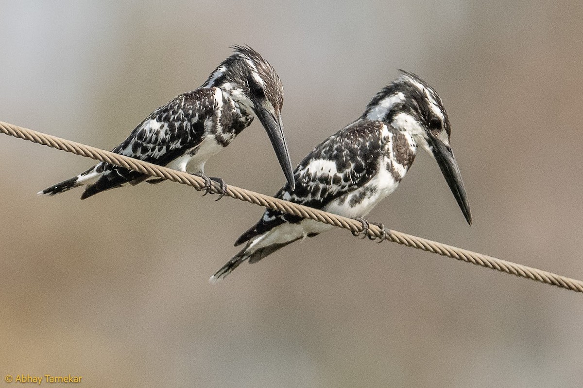 Martin-pêcheur pie - ML644683652