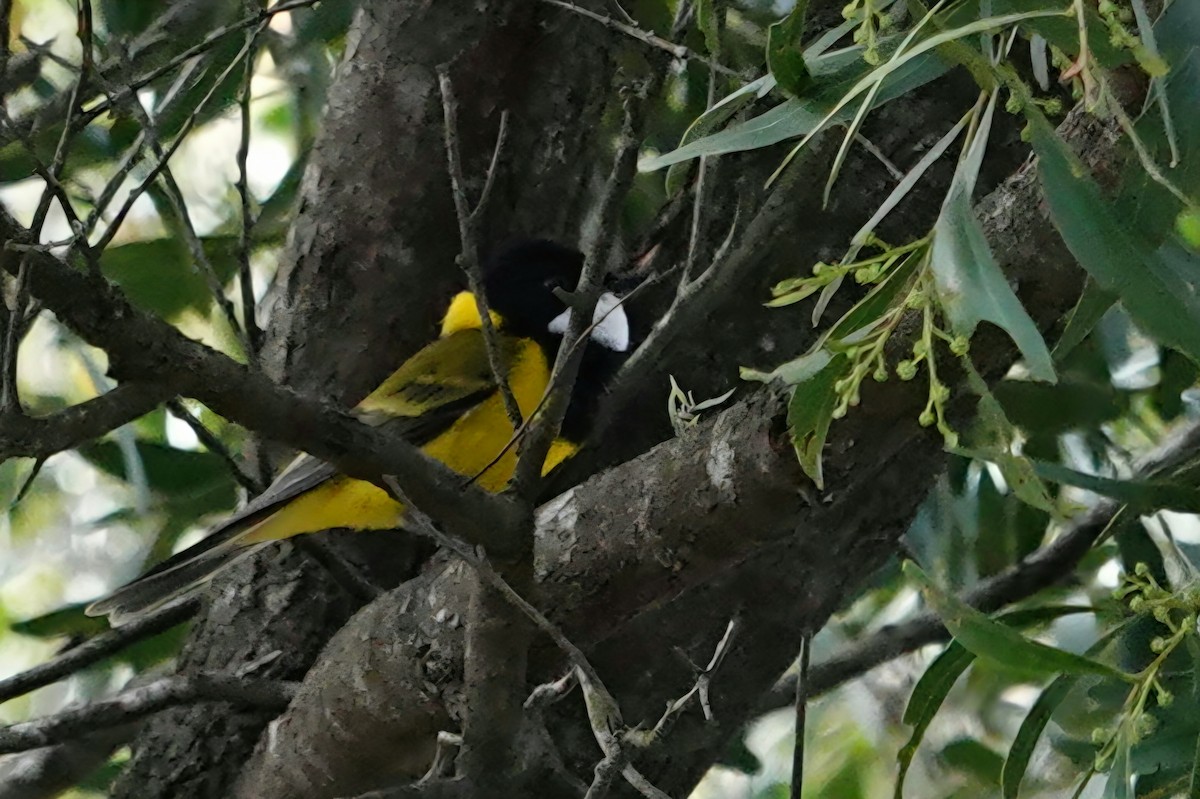 Siffleur doré - ML644683655