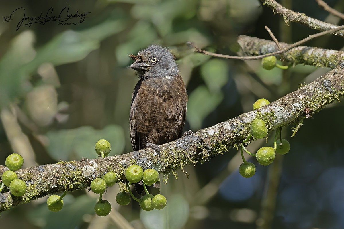 Barbican à gorge grise - ML644683656