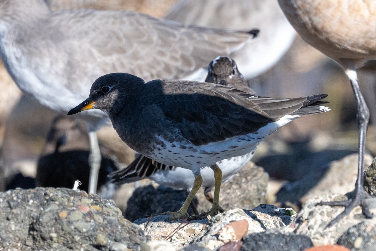 Bécasseau du ressac - ML644683657