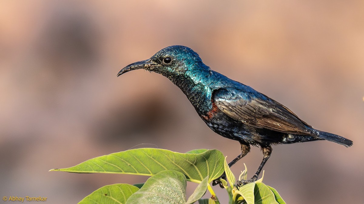 Souimanga asiatique - ML644683658