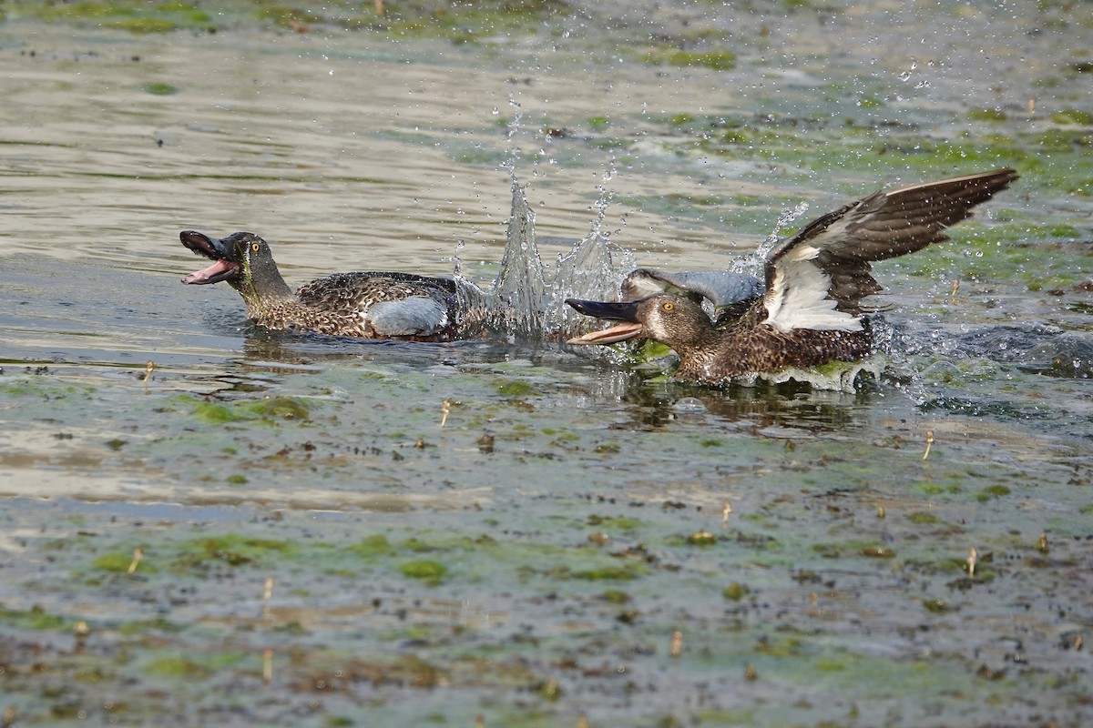 Canard bridé - ML644683659