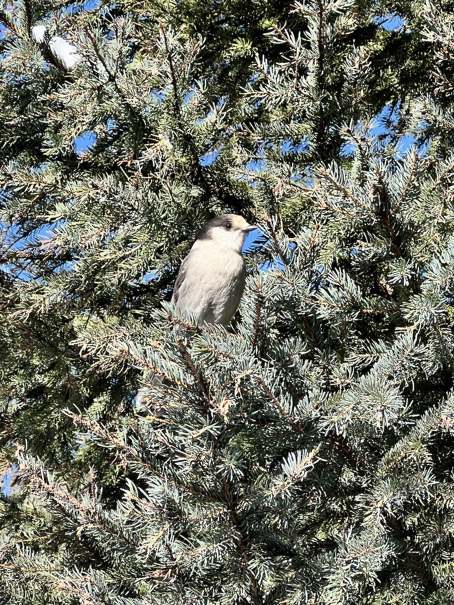 Mésangeai du Canada - ML644683660
