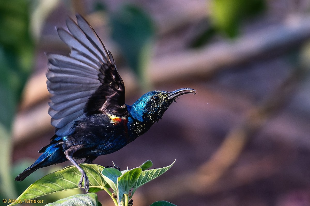 Souimanga asiatique - ML644683661