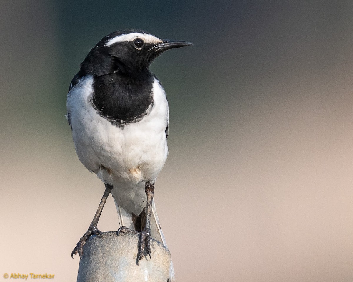 Bergeronnette indienne - ML644683664