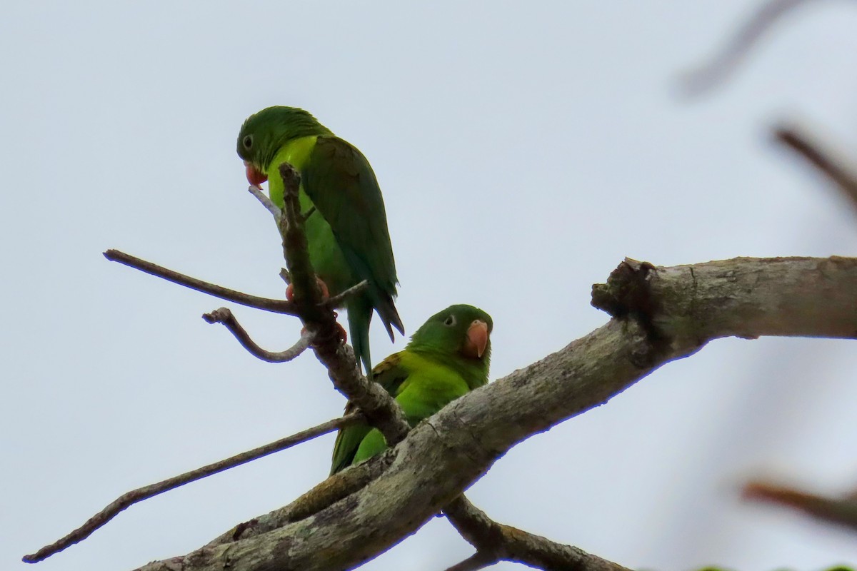 Toui à menton d'or - ML644683665
