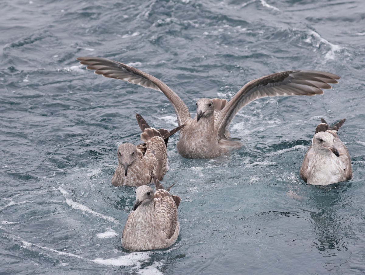 Hybride Goéland d'Audubon x G. à ailes grises - ML644683666