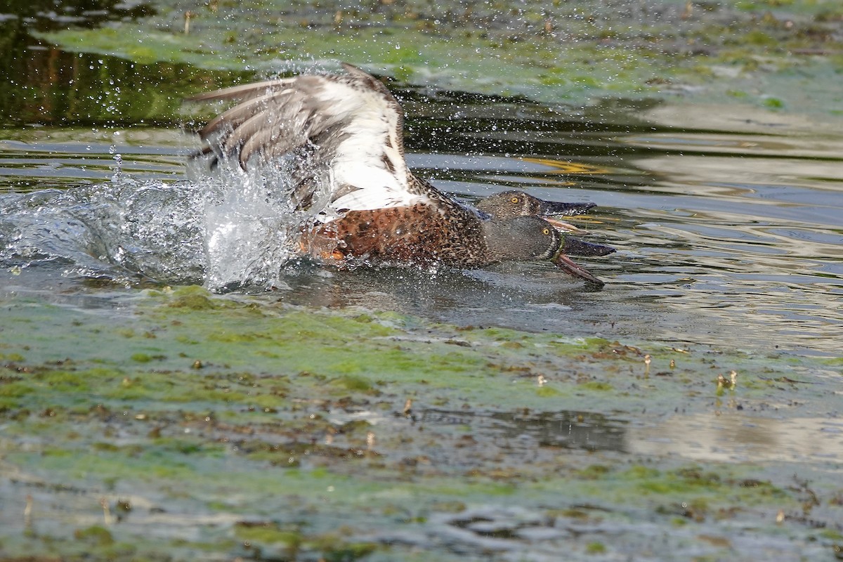 Canard bridé - ML644683667