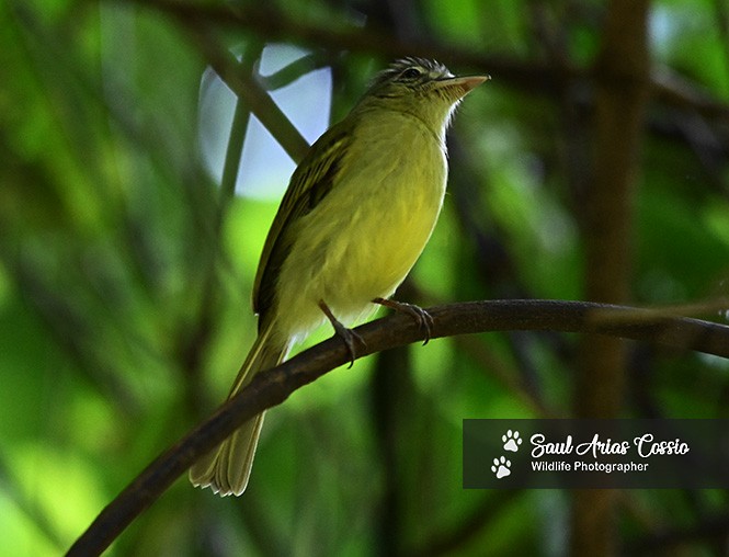 Tyranneau jaune-olive - ML644683668