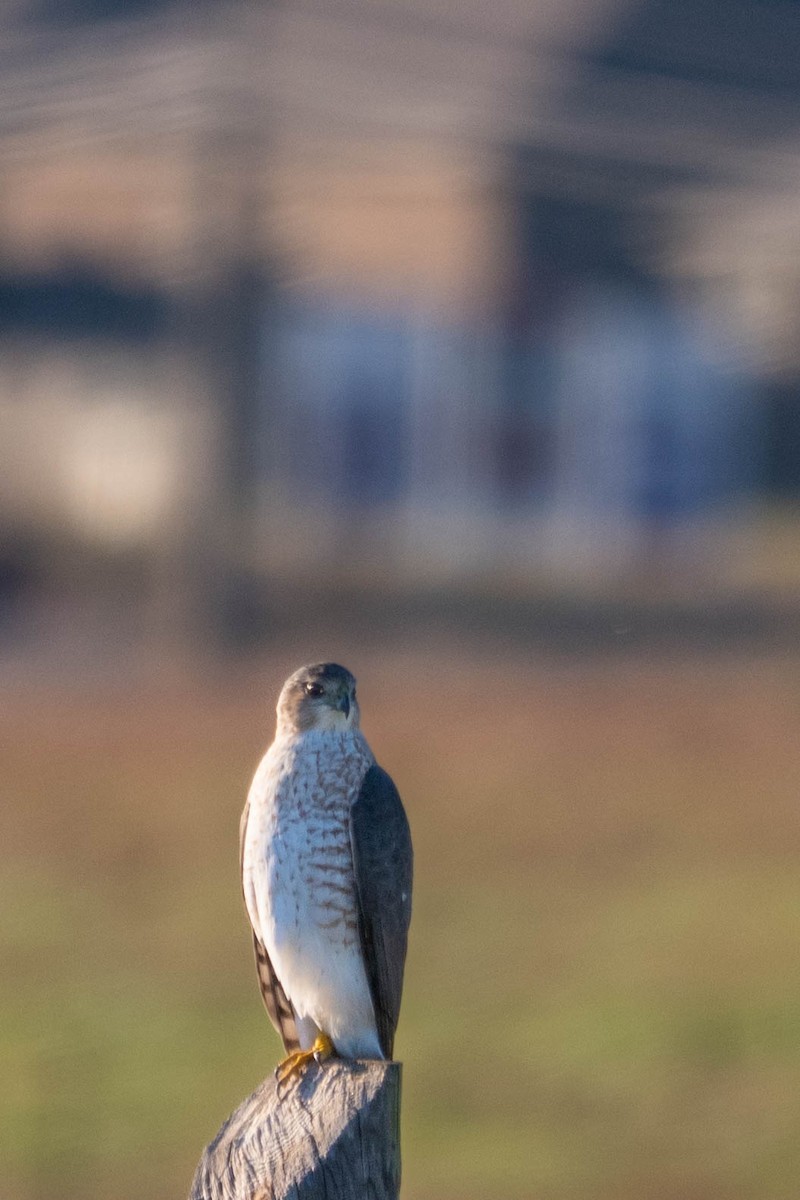 Épervier brun - ML644683669