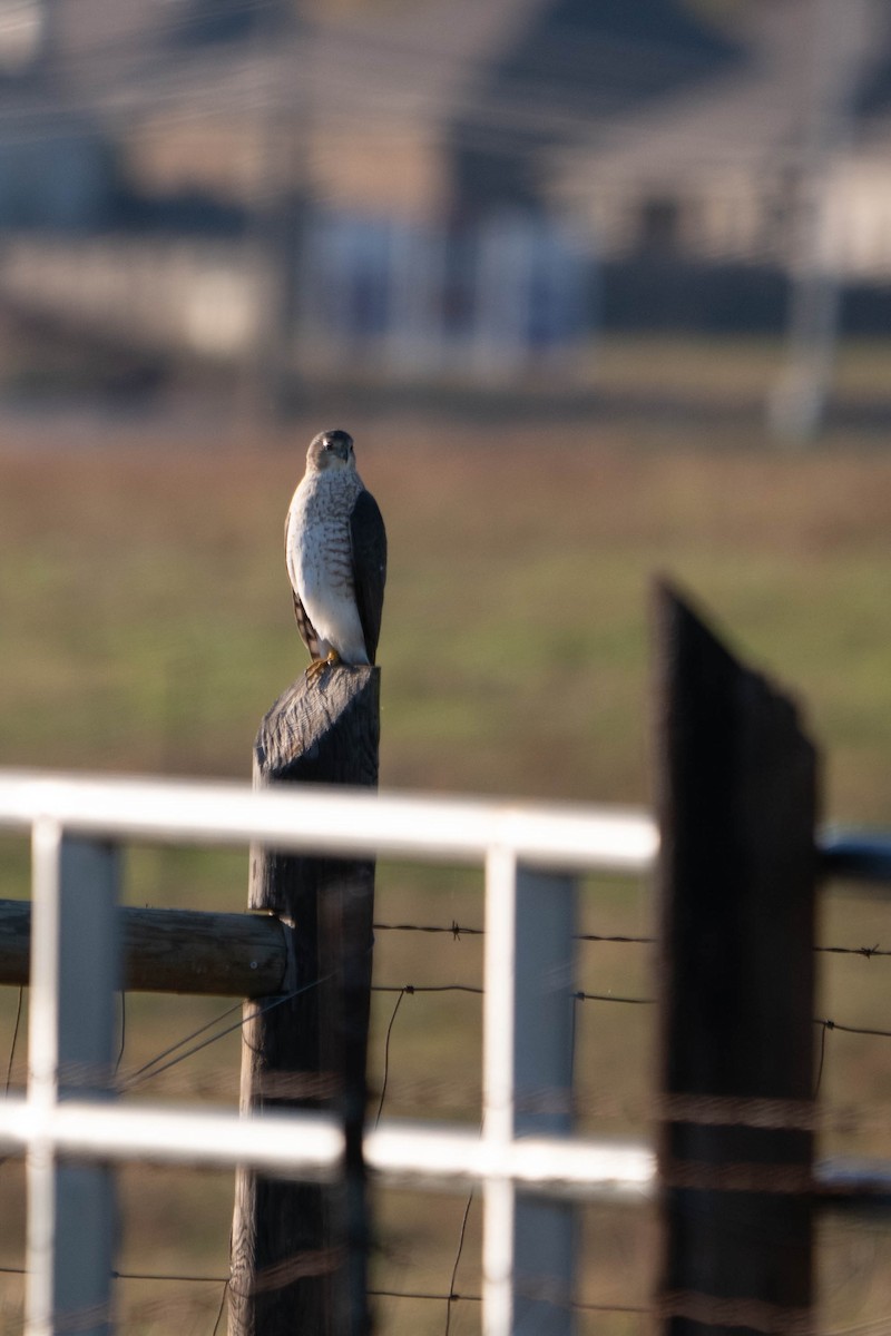 Épervier brun - ML644683670