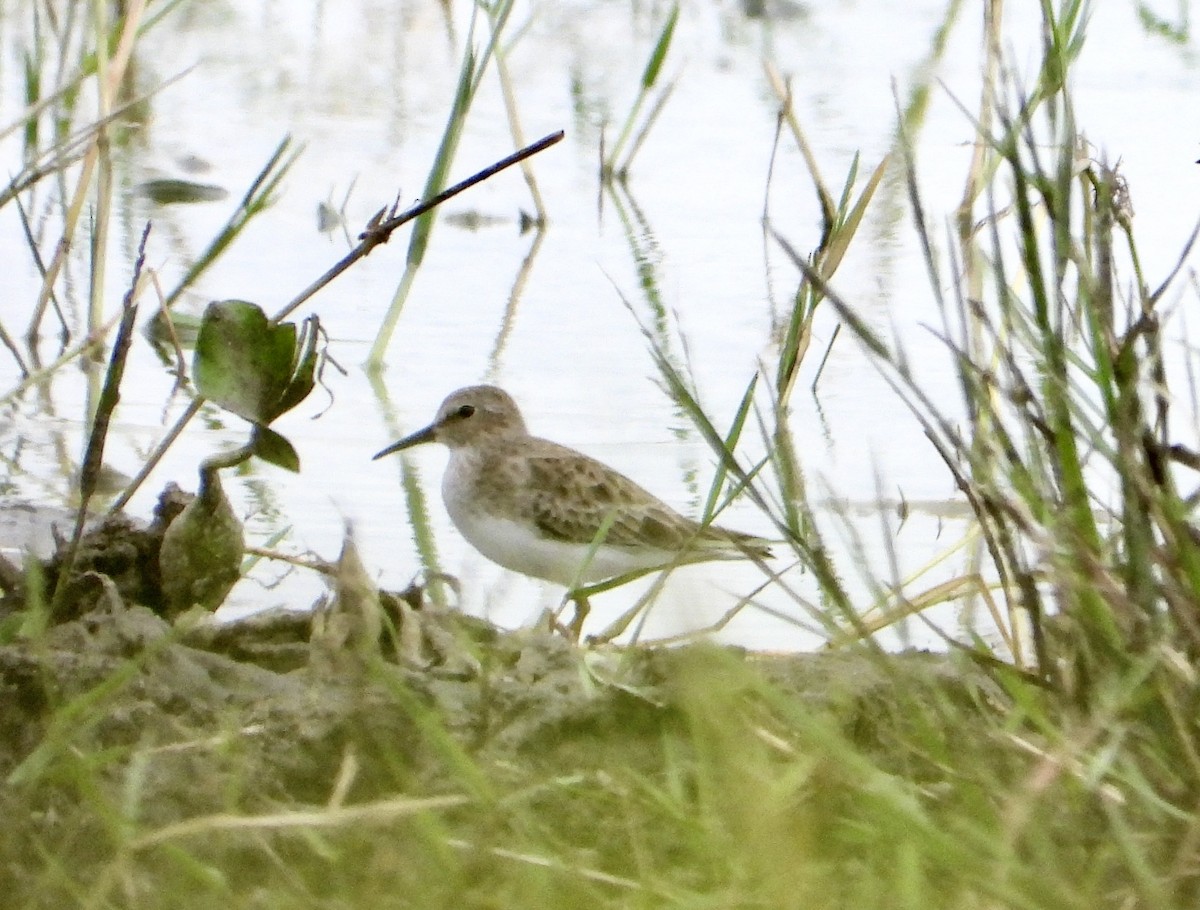 Bécasseau minuscule - ML644683671