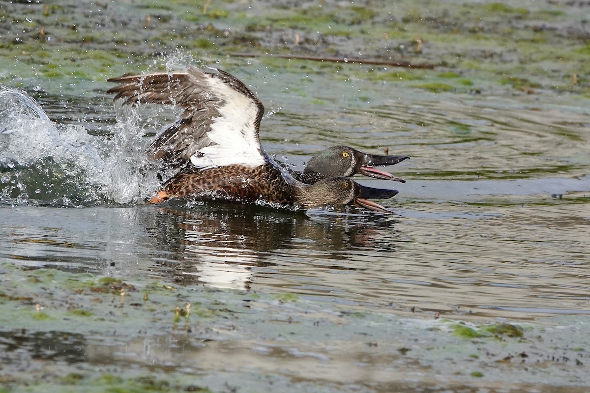 Canard bridé - ML644683672