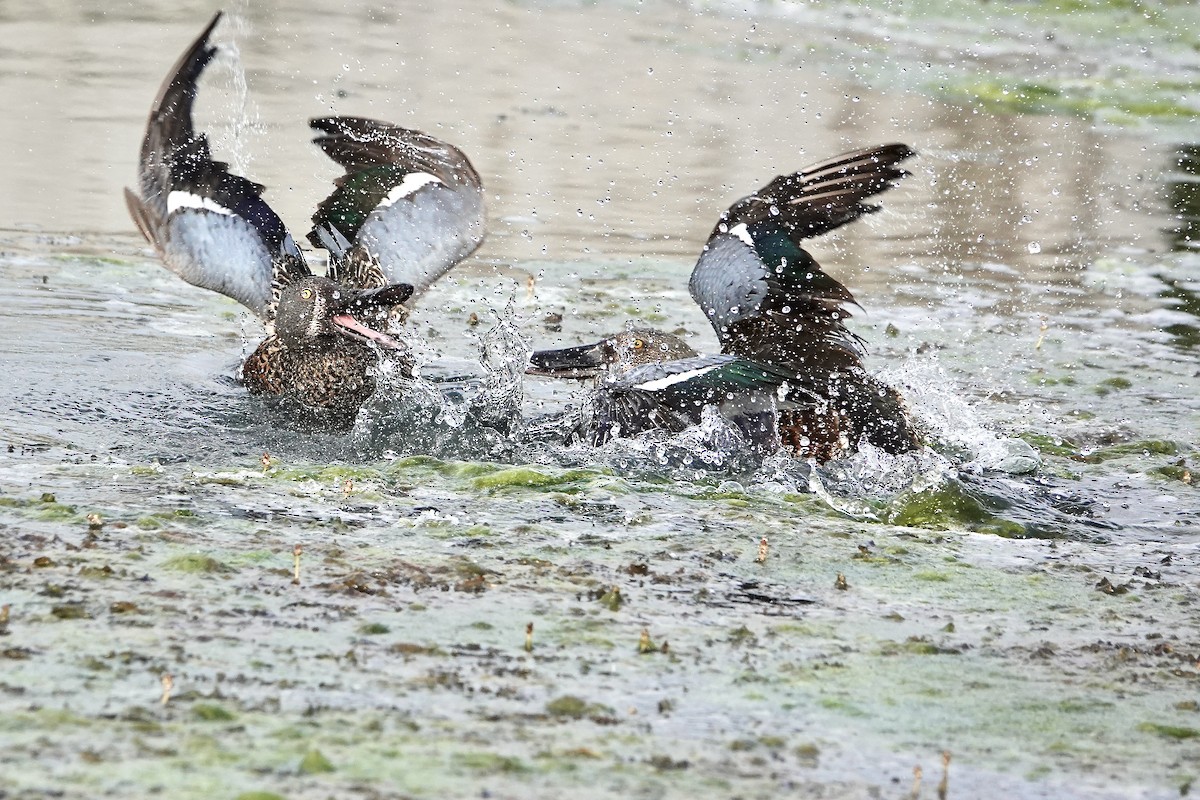 Canard bridé - ML644683673